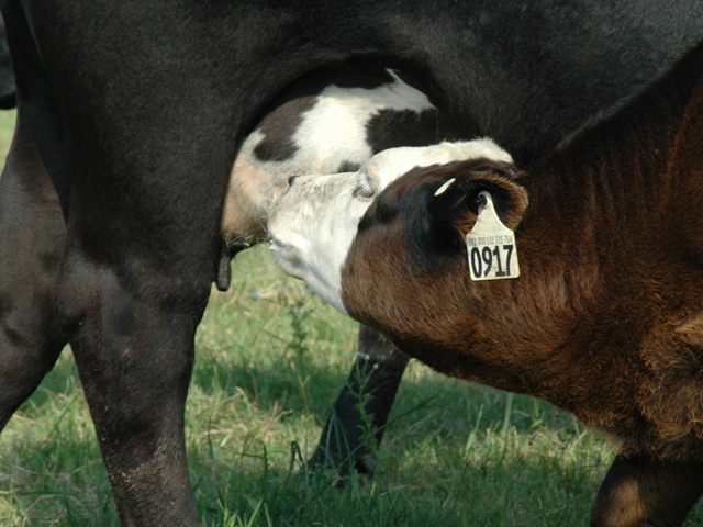 If mastitis is caught early it can be treated with intra-mammary infusions of an antibiotic. (DTN/Progressive Farmer photo by Becky Mills)